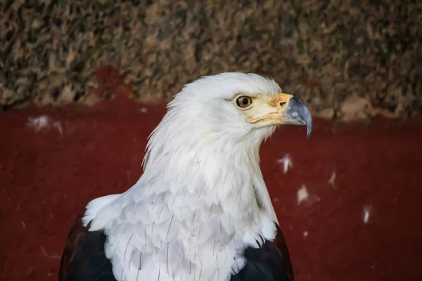 Bald Eagle Latin Haliaeetus Leucocephalus Bird Prey Found North America — Stock Photo, Image