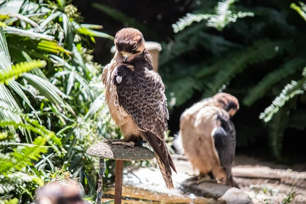Перегрін Сокіл Латинською Falco Peregrinus Один Найшвидших Світі Птахів Пірнанні — стокове фото