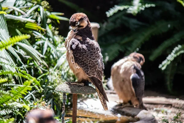 Перегрін Сокіл Латинською Falco Peregrinus Один Найшвидших Світі Птахів Пірнанні — стокове фото
