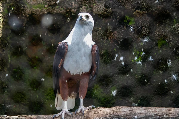 Águila Pescadora Africana Latín Haliaeetus Vocifer Después Haber Roto Entre —  Fotos de Stock