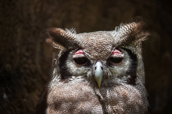 Verreaux Eagle Owl Bubo Lacteus African Bird Prey Sanctuary — Stock Photo, Image
