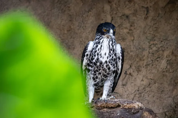 African Hawk Eagle Має Перерву Між Полюванням Гілках Scientific Name — стокове фото