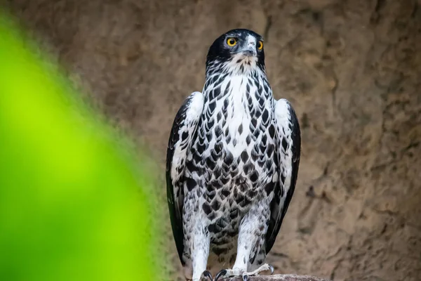 African Hawk Eagle Має Перерву Між Полюванням Гілках Scientific Name — стокове фото