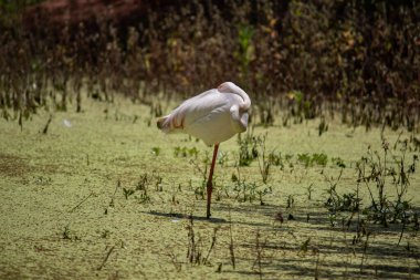Büyük flamingo (Phoenicopterus roseus) flamingo familyasının en yaygın ve en büyük türüdür. Afrika 'da, Hindistan' da, Orta Doğu 'da ve Güney Avrupa' da bulunur. Fotoğraf Zimbabwe 'de Chivero Gölü' nde çekildi.