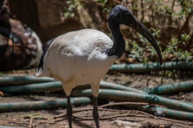 Zimbabwe, Threskiornis aethiopicus 'ta, Ulusal Park' ta yürüyen kutsal bir Ibis.