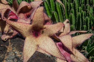 Stapelia gigantea, Apocynaceae familyasından bir bitki türü. Yaygın isimler arasında Zulu devi, leş bitkisi ve kurbağa bitkisi yer alıyor. Fabrika Güney Afrika 'nın Tanzanya' daki çöl bölgelerine özgüdür..