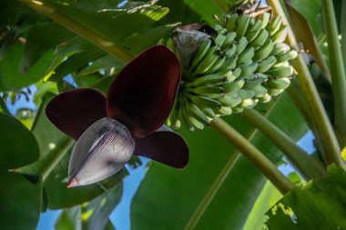 Afrika 'da ormanda çiçek açan ağaçta muz meyvesi yetişiyor.