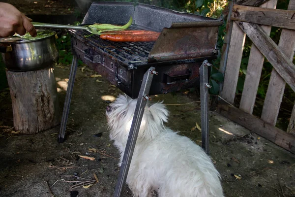 Kleiner Süßer Weißer Hund Unter Holzkohlegrill Der Etwas Futter Erwartet — Stockfoto
