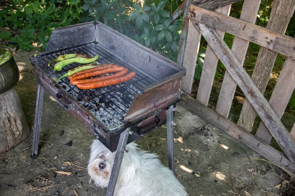 Pequeno Cão Branco Bonito Sob Carvão Churrasco Esperando Pouco Comida — Fotografia de Stock