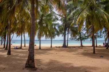Hint Okyanusu kıyısındaki Mozambik 'in Pemba şehri yakınlarındaki beyaz kumlu plajda yeşil hindistan cevizi palmiyeleri.