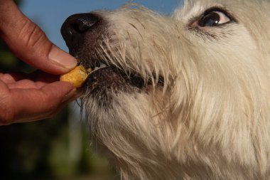 Küçük beyaz köpek ve insan eli için beslenme zamanı. Yavru köpeklerin ağzına besleyici besin koyuyorlar.