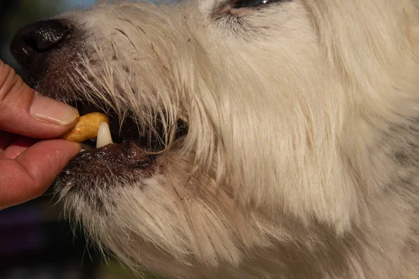 Feeding time for small white dog, human hand putting diet nutritional treat into puppies mouth