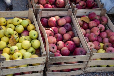 Yeşil ve kırmızı elmalar, kırsal bölgedeki organik çiftlikten yeni toplanmış, antioksidan gıdalar.