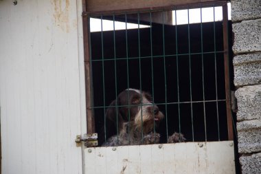 Yaşlı, dost canlısı kahverengi ve beyaz köpek, insanlar tarafından evlat edinilmeyi bekleyen evsizler için barınaktaki kafeste tutuluyor.
