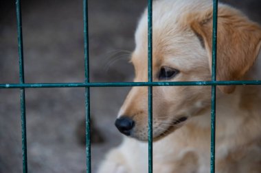 Barınaktaki yeşil parmaklıkların arkasında insanlar tarafından evlat edinilmeyi bekleyen evsizler için küçük şirin sarı köpek yavrusu.