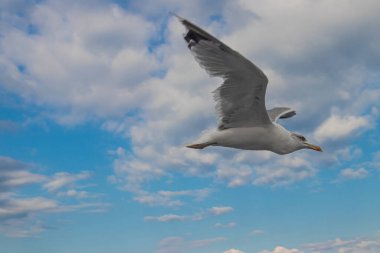 Seagulls, known as Seabird flying over the Greek shore at Aegean Sea, nearby Thessaloniki 