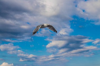 Seagulls, known as Seabird flying over the Greek shore at Aegean Sea, nearby Thessaloniki 