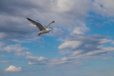 Seagulls, known as Seabird flying over the Greek shore at Aegean Sea, nearby Thessaloniki 