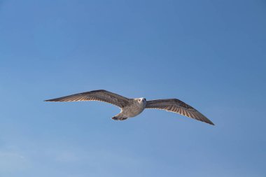 Seagulls, known as Seabird flying over the Greek shore at Aegean Sea, nearby Thessaloniki 