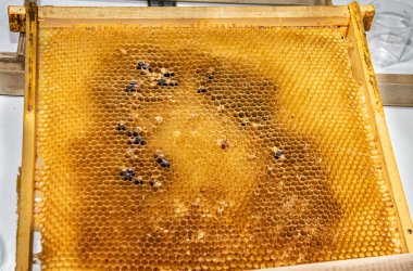 Arı ağacı - arılar (apis mellifera) büyük ağaçtan kovanlarda yaşarlar