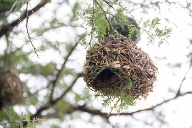 Karmaşık bir şekilde örülmüş bir yuva. Kuşlar tarafından özenle hazırlanmış. Kuru otlar ve dallardan.