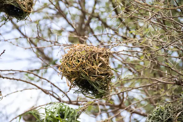 stock image An intricately woven nest, meticulously crafted by birds from dry grass and branches, rests snugly amidst the African savannah