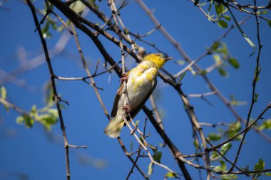 Etiyopya 'daki Küçük Weaver (Ploceus luteolus) ağaçlarda karmaşık yuvaları inşa eder ve doğal ortamında yaşarken canlı sarı tüyler sergiler..