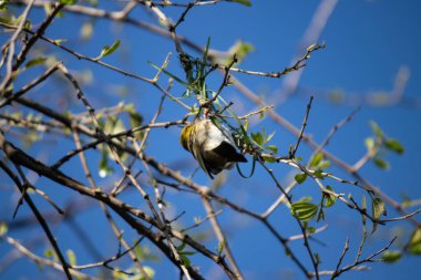 Etiyopya 'daki Küçük Weaver (Ploceus luteolus) ağaçlarda karmaşık yuvaları inşa eder ve doğal ortamında yaşarken canlı sarı tüyler sergiler..