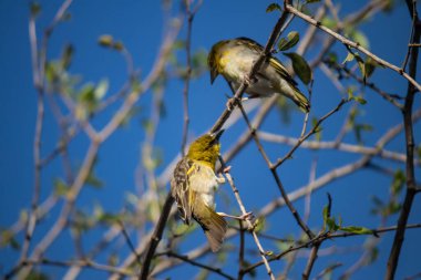 Etiyopya 'daki Küçük Weaver (Ploceus luteolus) ağaçlarda karmaşık yuvaları inşa eder ve doğal ortamında yaşarken canlı sarı tüyler sergiler..