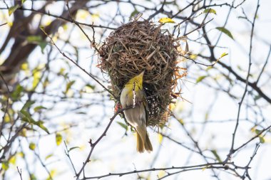 Etiyopya 'daki Küçük Weaver (Ploceus luteolus) ağaçlarda karmaşık yuvaları inşa eder ve doğal ortamında yaşarken canlı sarı tüyler sergiler..