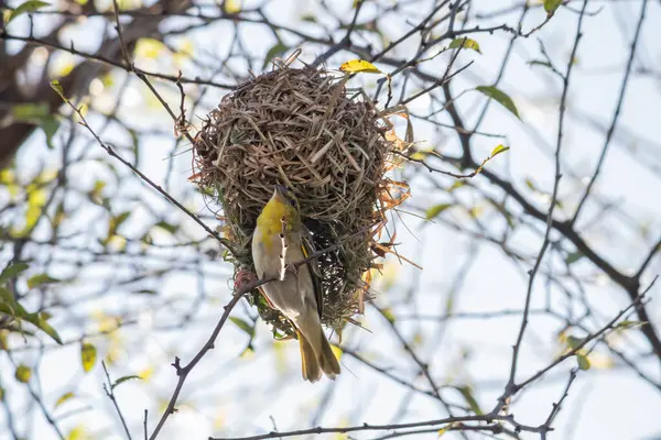 stock image The Little Weaver (Ploceus luteolus) in Ethiopia builds intricate nests in trees, displaying vibrant yellow plumage while thriving in its natural habitat.