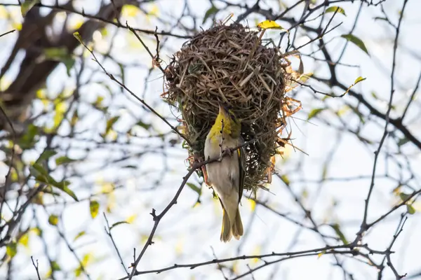 Etiyopya 'daki Küçük Weaver (Ploceus luteolus) ağaçlarda karmaşık yuvaları inşa eder ve doğal ortamında yaşarken canlı sarı tüyler sergiler..