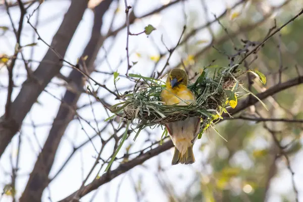 Etiyopya 'daki Küçük Weaver (Ploceus luteolus) ağaçlarda karmaşık yuvaları inşa eder ve doğal ortamında yaşarken canlı sarı tüyler sergiler..