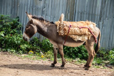 Afrika 'da bir köyde güzel bir eşek, yol kenarında, kırsal yaşamı ve geleneksel uygulamaları yansıtan ahşap bir eyer taşıyor.