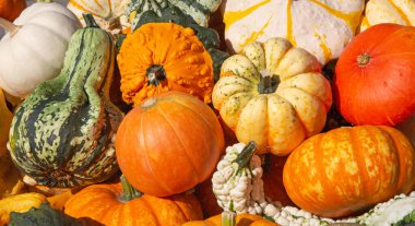 Sonbahar pazarında renkli balkabağı koleksiyonu