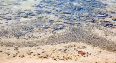 Sığ suda Siyah uçlu resif köpekbalığı (Carcharhinus melanopterus)