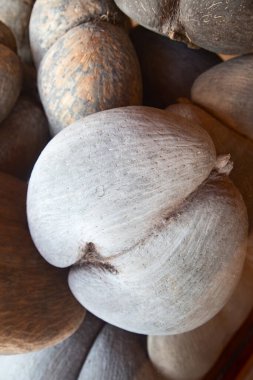 Famous Coco-de-mer, endemic coconut existing only on the Seycheles island in the Indian ocean