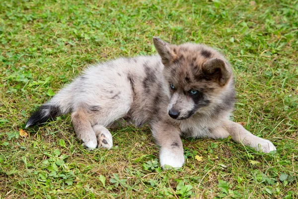 Adorable Blue Eyed Pomsky Puppy Pomsky Artificial Breed Mix Siberian — Stock Photo, Image