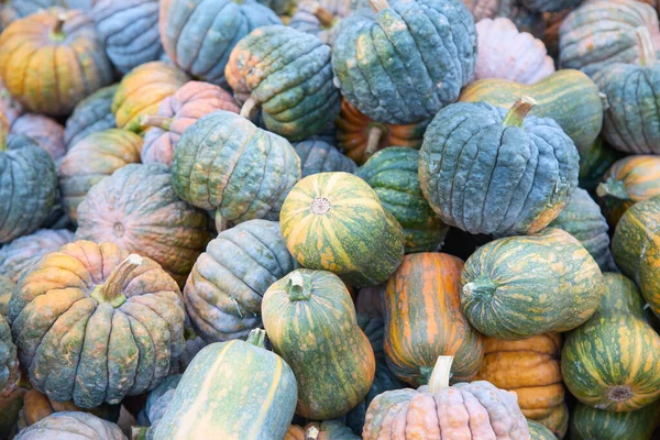 Colorful Pumpkins Collection Autumn Market — Stock Photo, Image
