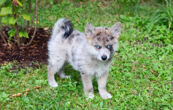 可爱的蓝眼睛庞斯基小狗 庞姆斯基是一个人工繁殖的品种 由西伯利亚胡斯基人和波美拉尼亚人混合而成 — 图库照片