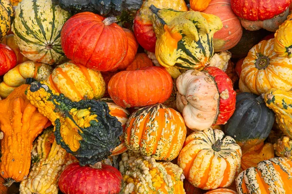 秋の市場でカラフルなカボチャのコレクション — ストック写真