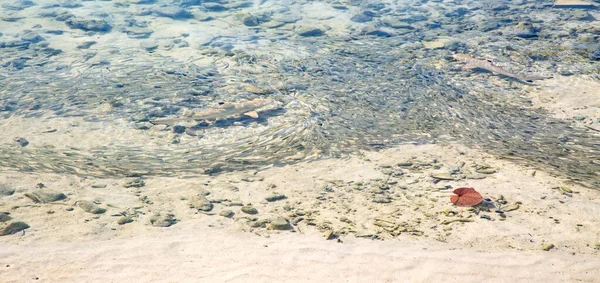 Blacktip Reef Shark Carcharhinus Melanopterus Shallow Water — Stock Photo, Image