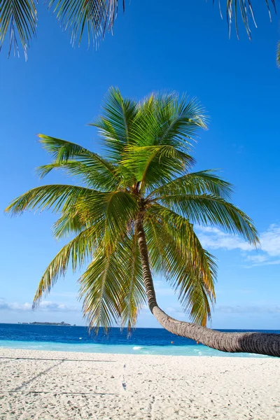 Maldivian Island Paradise Tropics — Stock Photo, Image