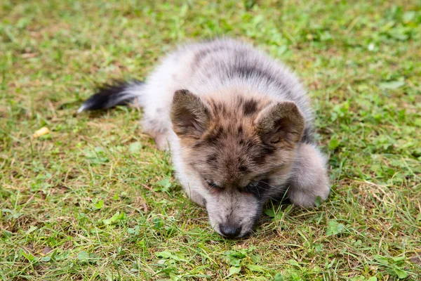 Adorable Blue Eyed Pomsky Puppy Pomsky Artificial Breed Mix Siberian — Stock Photo, Image