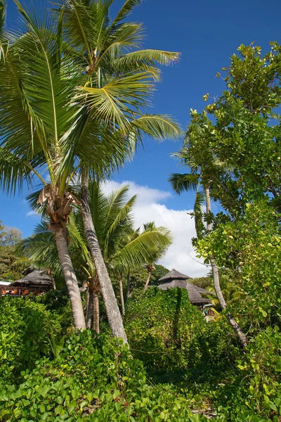 Famosa Praia Petite Anse Kerlan Ilha Praslin Seychelles — Fotografia de Stock