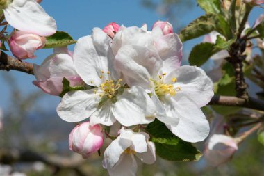 Baharda çiçek açan elma bahçesi