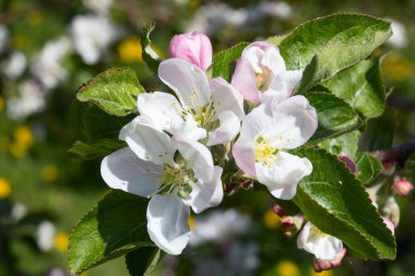 Baharda çiçek açan elma bahçesi