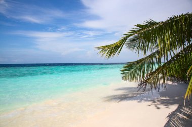 Maldivler 'de küçük bir ada. Palmiyelerle kaplı ve turkuvaz mavisi sularla çevrili. Güzel mercanları ve hayvanları var.