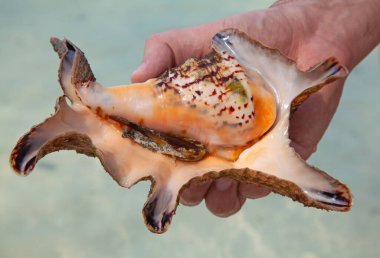 Sahilde deniz kabuğu