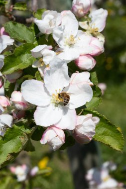 Baharda çiçek açan elma bahçesi